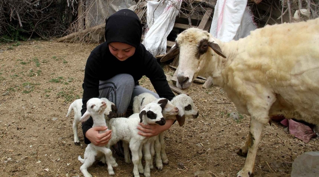 Bir batında 7 kuzu doğuran koyun şaşırttı