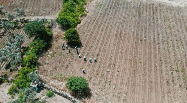 Bodrum’da 200 dönüm arazi tarıma kazandırıldı