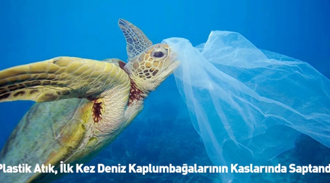 Deniz kaplumbağalarını plastik atıklar yokediyor