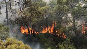 Fethiye'de ormanlık alanda çıkan yangın söndürüldü