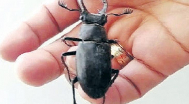 Koruma altında olan Geyik Böceği bulundu