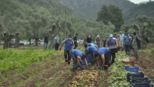 Marmaris Belediyesi'nin tarlalarında patates hasadı yapıldı