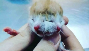 Muğla'da çift başlı doğan kedi görenleri şaşırttı