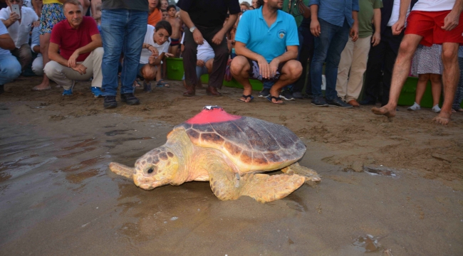 Uydudan izlenen caretta caretta iki yılda 10 bin kilometre yol aldı