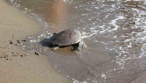 Ağzına olta iğnesi takılan caretta caretta tedavisinin ardından denize bırakıldı