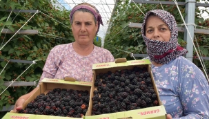 Bodrum’dan dünyaya ahududu ve böğürtlen ihracatı