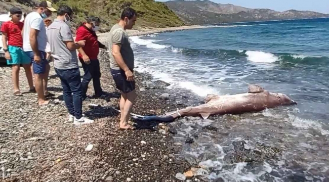 Dev köpekbalığı kıyıya vurdu