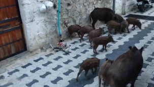 Gündüz vakti şehre inen domuz sürüsü şok etti