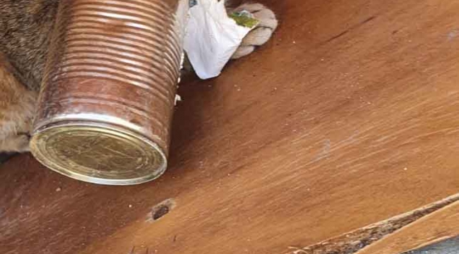 Kafasını kutuya sıkıştıran kedi için seferber oldular