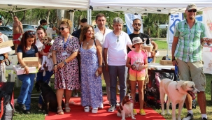 Köpekler hünerlerini sergiledi