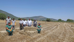 Menteşe’de ‘Karakılçık’ hasadı başladı