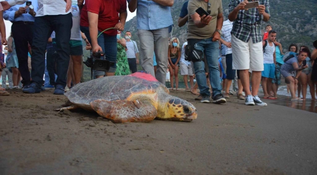 Yeşil Deniz Kaplumbağası 'Talay' tedavisinin ardından uydudan izlenecek