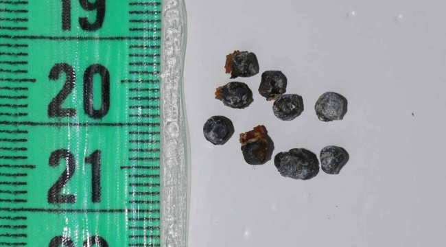 Yüzgecinden ve başından 65 saçma çıkarılan caretta caretta tedavi altına alındı