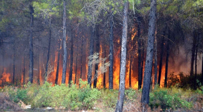 Köyceğiz’deki yangınla ilgili 1 kişi tutuklandı