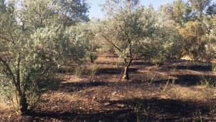 Menteşe’de anız ve zeytinlik yangını