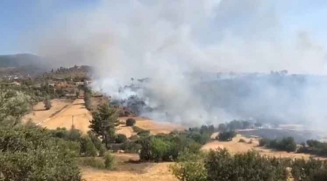 Milas'ta orman yangını çıktı