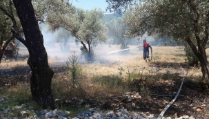 Muğla’da zeytinlik yangını