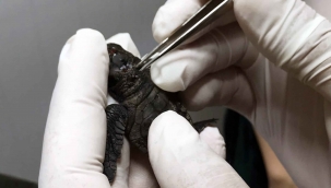 Yengeç saldırısına uğrayan yavru Caretta tedavi edildi
