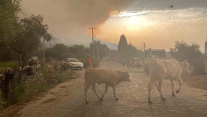 Alevler arasında kalan hayvanların çaresizliği