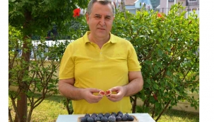 Fethiye Kaya İnciri artık coğrafi işaretli