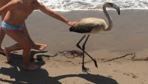 Flamingo’yu sahilde görenler şok oldu