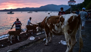 Marmaris’te hayvanlarını canları pahasına korudular