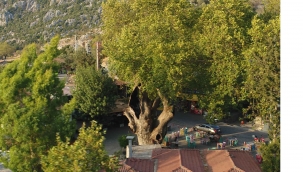 Marmaris’teki 2 bin yıllık ağacın yaraları sarıldı