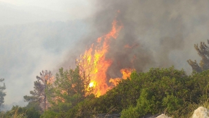 Milas'ta başlayan orman yangını Bodrum'a sıçradı, söndürme çalışmaları devam ediyor