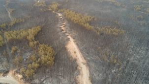 Muğla’da ormanlar alev alev yandı, tahribat gün aydınlanınca ortaya çıktı