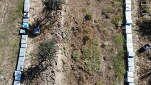 Muğla’daki yangınla arıların yaşam alanları da yandı