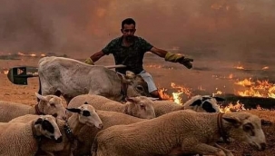 Muğla Valiliği kabus gibi yangınların acı bilançosunu açıkladı