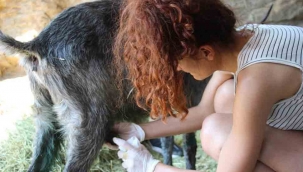 Orman yangınları keçilerin de psikolojisini bozdu