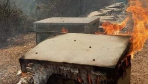 Ormanlarla birlikte milyonlarca arı kolonisi de yandı