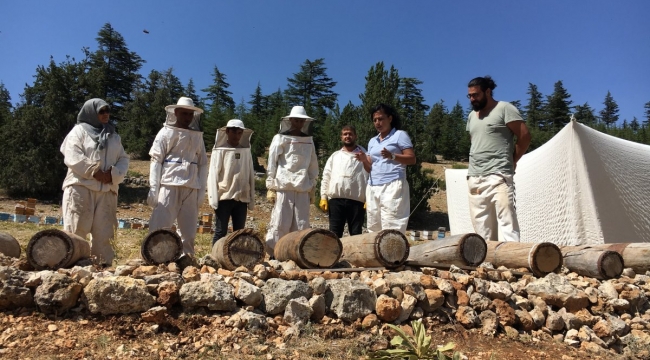 Toroslar'ın asırlık Yörük balı yeniden üretiliyor