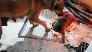 Anne köpeğin yavrusu ile duygulandıran buluşması