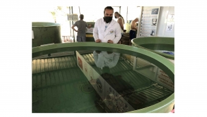 Belek’te kurtarılan Caretta’lar tedaviye alındı