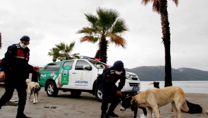Kedi ve köpeklere mikroçip
