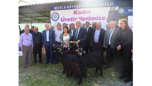 Muğla Büyükşehir kıl keçisi dağıtımını sürdürüyor