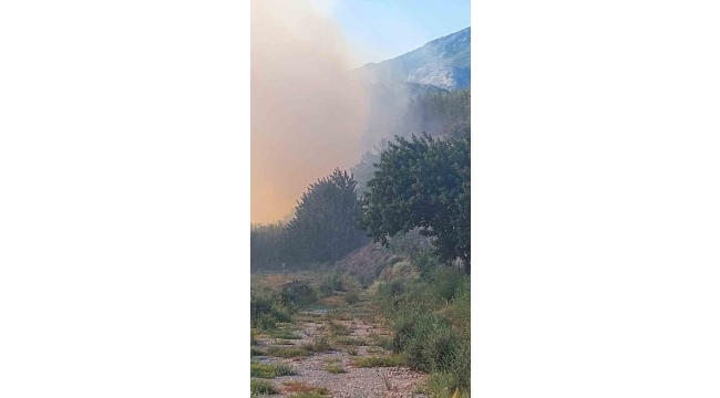 Söke'de orman yangını