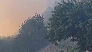 Söke'de orman yangını