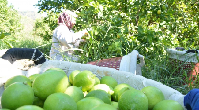 TİGEM 2 bin 200 ton limonu ihale ile satışa sunacak