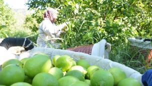 TİGEM 2 bin 200 ton limonu ihale ile satışa sunacak