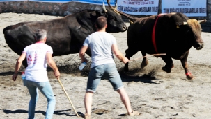 Ula arenasında ilk boğa güreşi