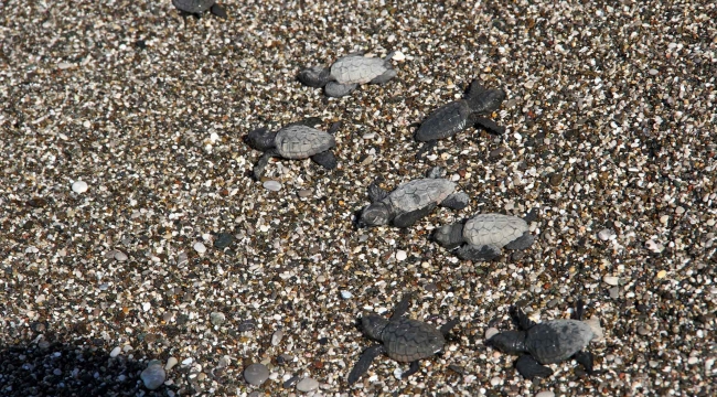 Uydu takip cihazı takılan 2 caretta caretta denize bırakıldı 