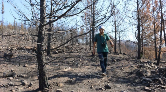 Bodrum'da yanan alanlar eski kimliğine kavuşması için akademisyenler çalışma başlattı 
