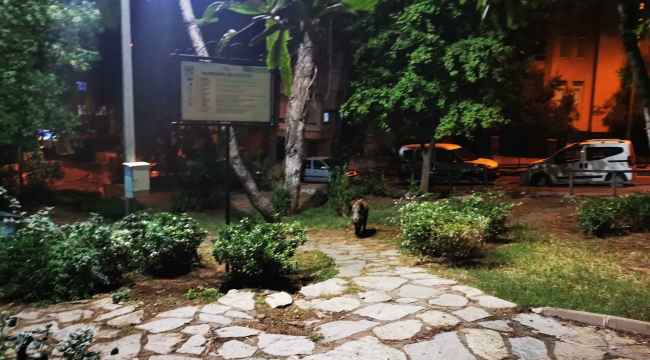 Çocuklar oyun parkına gelen yaban domuzlarını besledi