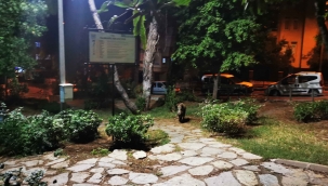 Çocuklar oyun parkına gelen yaban domuzlarını besledi