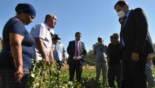 Dalaman’da kışlık sebze tarla günü