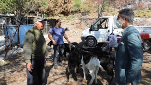 Marmaris Belediyesi 257 keçiyi vatandaşlara dağıttı