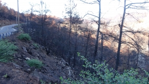 Muğla'da orman yangınları sonrası doğa küllerinden doğuyor